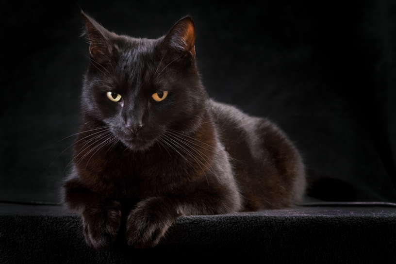 laat staan Meditatief schieten Zwarte kat - PeeWee kattenbaksysteem en houtkorrels